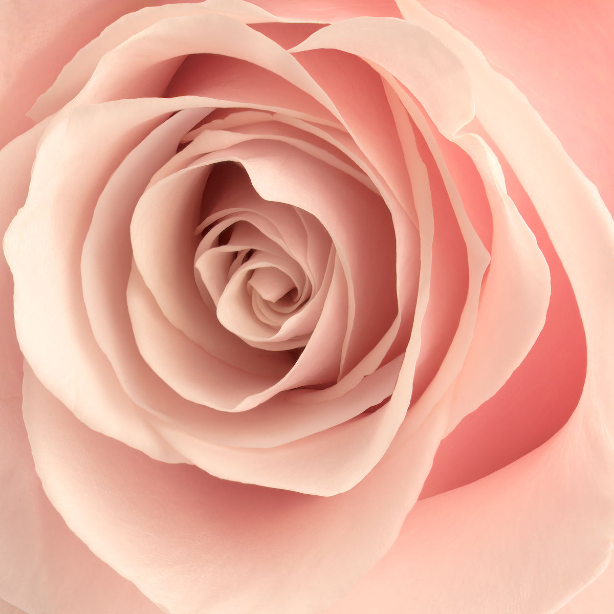 Gedetailleerde close-up van een delicate roze roos uit Ecuador, met perfect gelaagde bloemblaadjes