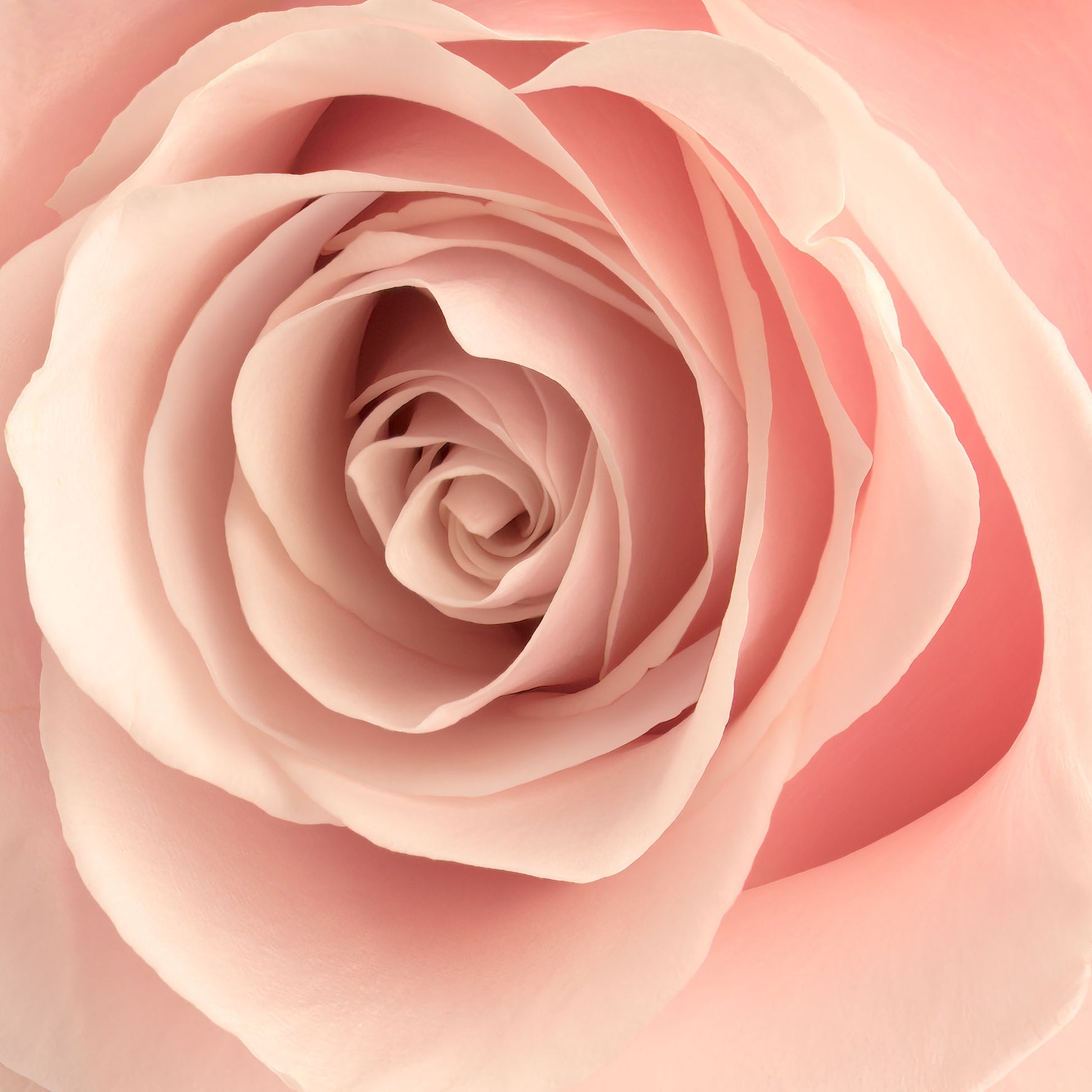 Gedetailleerde close-up van een delicate roze roos uit Ecuador, met perfect gelaagde bloemblaadjes