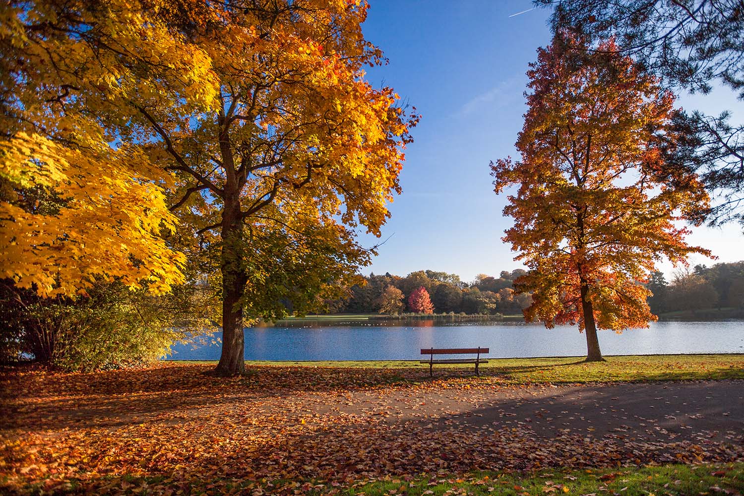 Prachtig herfstlandschap in Park Tervuren met kleurrijke bomen, een meer en een eenzame bank onder een heldere blauwe hemel.