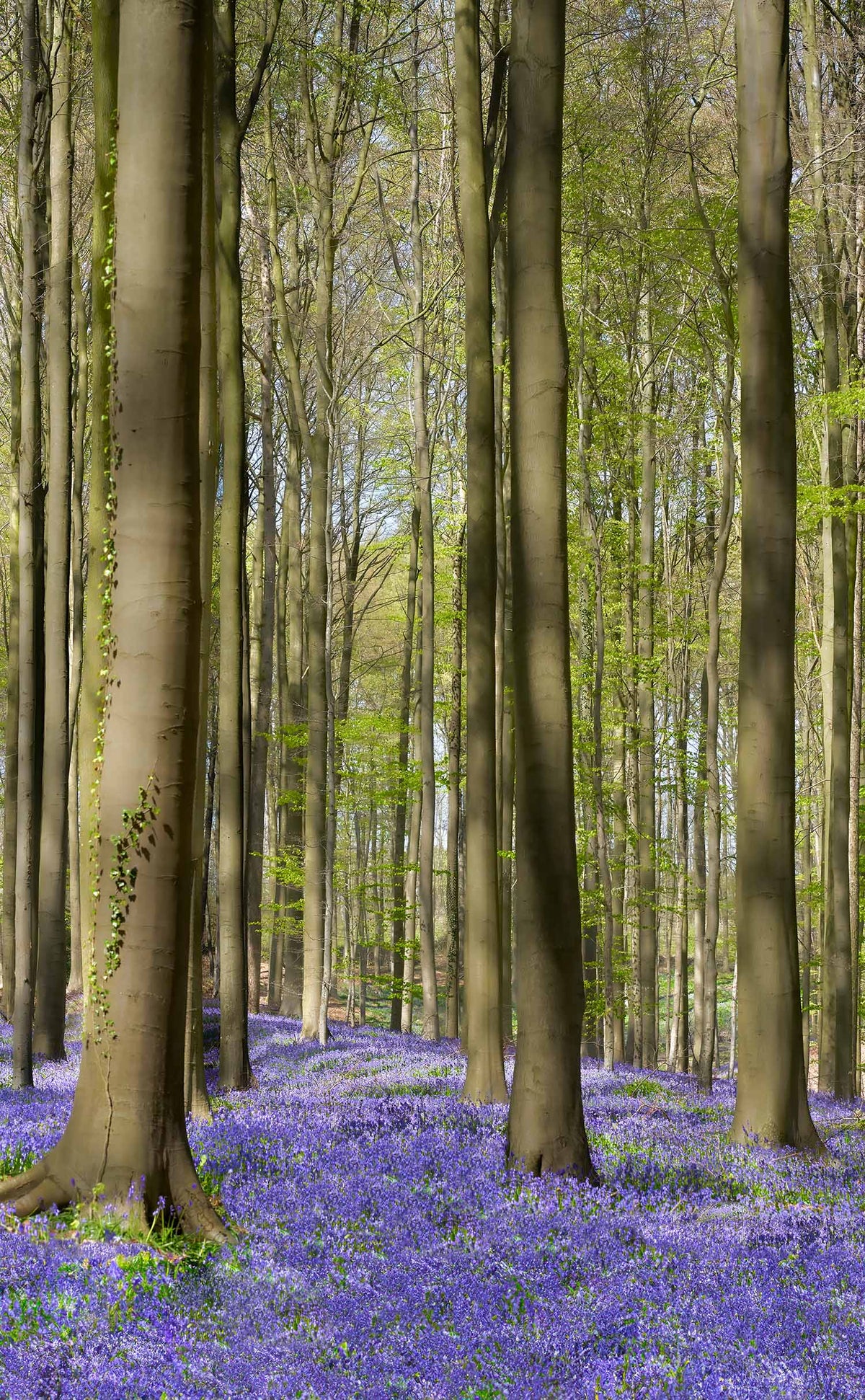 Boshyacinten in Hallerbos, Halle - Foto Luc Maes