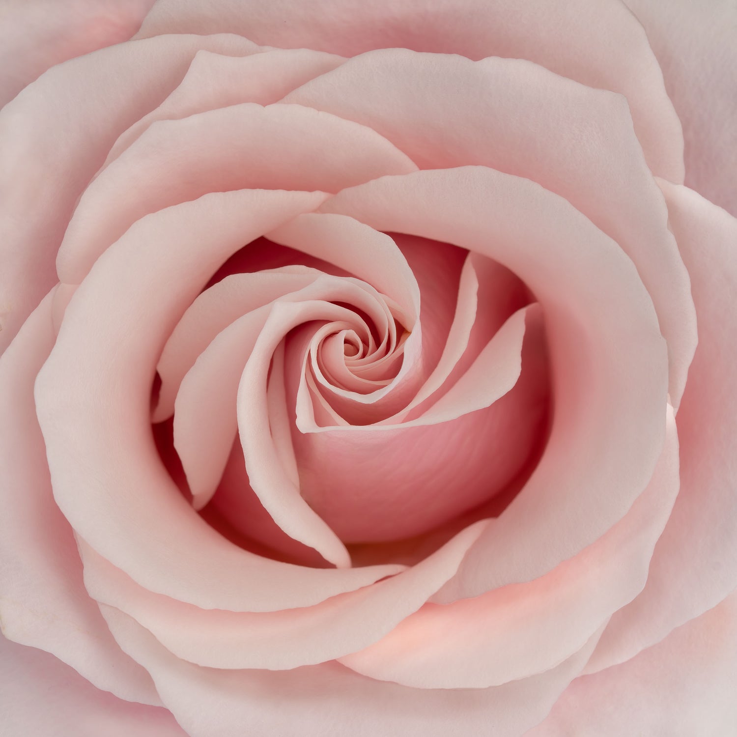 Intieme close-up van een zachte roze roos, met delicate textuur en prachtig gedetailleerde bloemblaadjes.