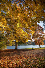 Close-up van kleurrijke herfstbladeren in Park Tervuren met een helder meer en een bankje op de achtergrond.