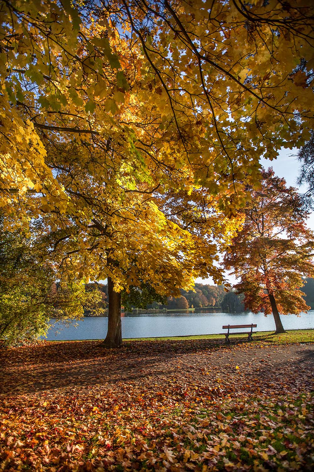 Close-up van kleurrijke herfstbladeren in Park Tervuren met een helder meer en een bankje op de achtergrond.